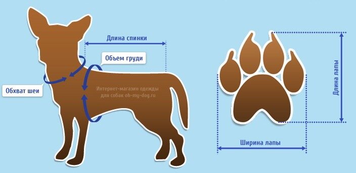 Как измерить собаку фото Как подобрать одежду для собаки? Пес и Кот Дзен