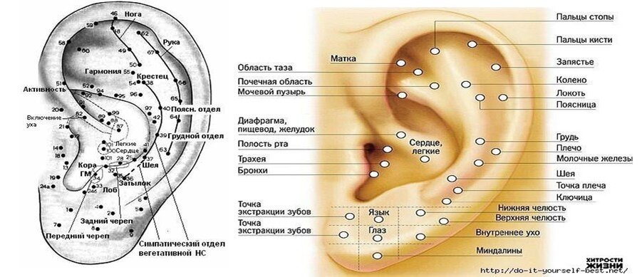 В каких местах на уши. Ухо точки акупунктуры схема. Биологически активные точки на мочке уха. Схема точек акупунктуры ушной раковины. Ушная раковина точки акупунктуры органов зрения.