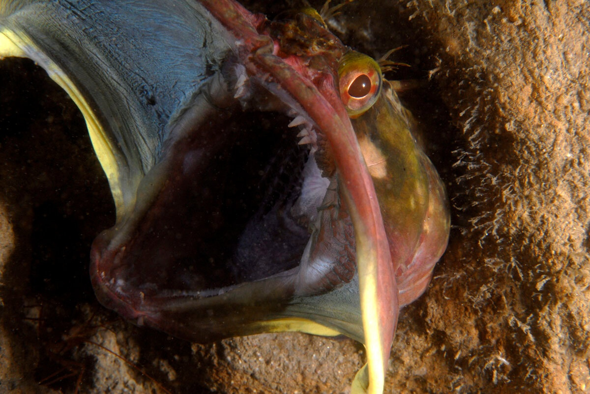 Щучья морская собачка. Neoclinus blanchardi. Это морская щучья собачка это рыба. Щучья морская собачка (Neoclinus blanchardi) пасть.