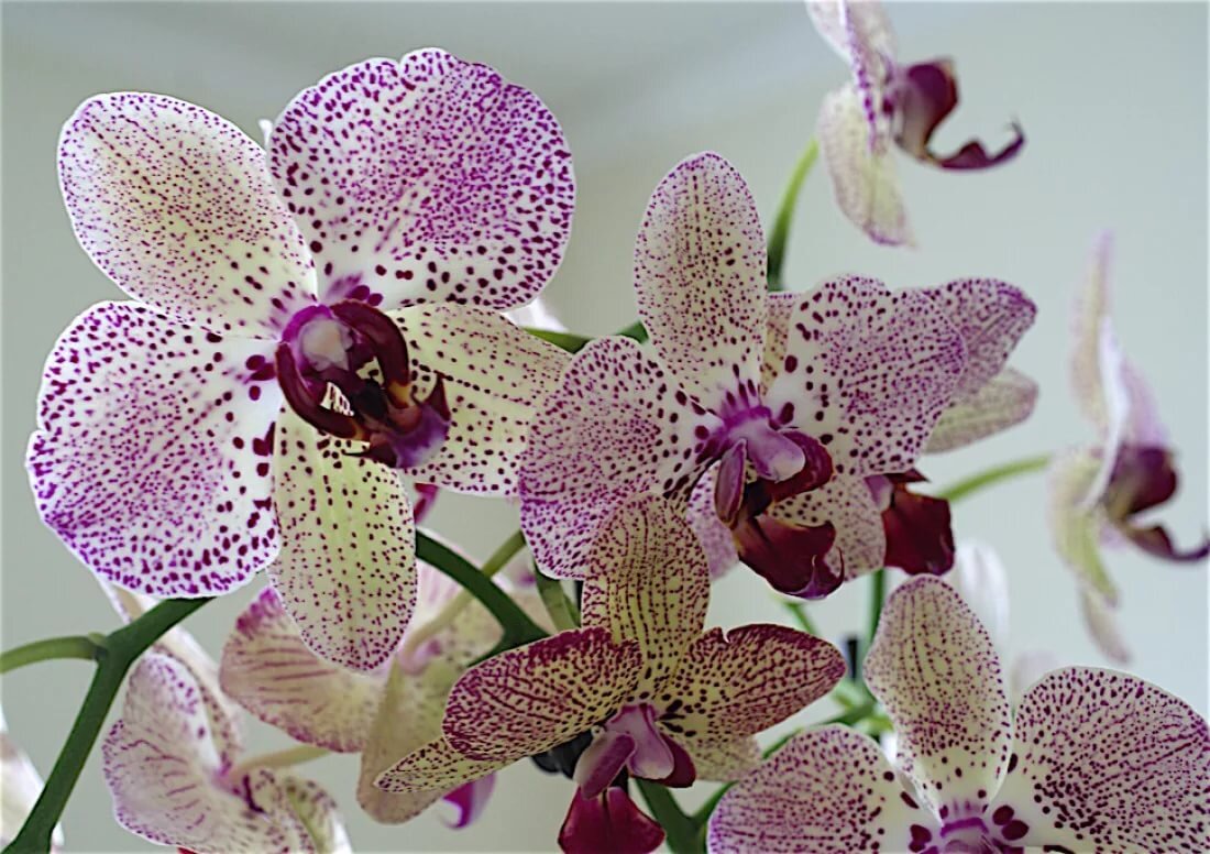 источник фото: www.orchids-loeada-lv