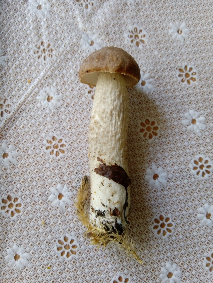 Лесной "улов"