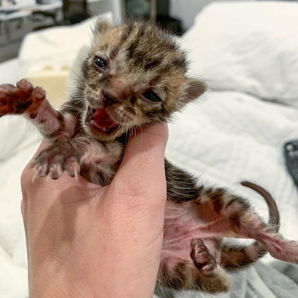 Jess Thoren @kittenbnb