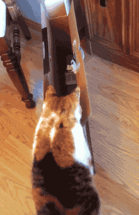 GIF картинка с сайта: fishki.net