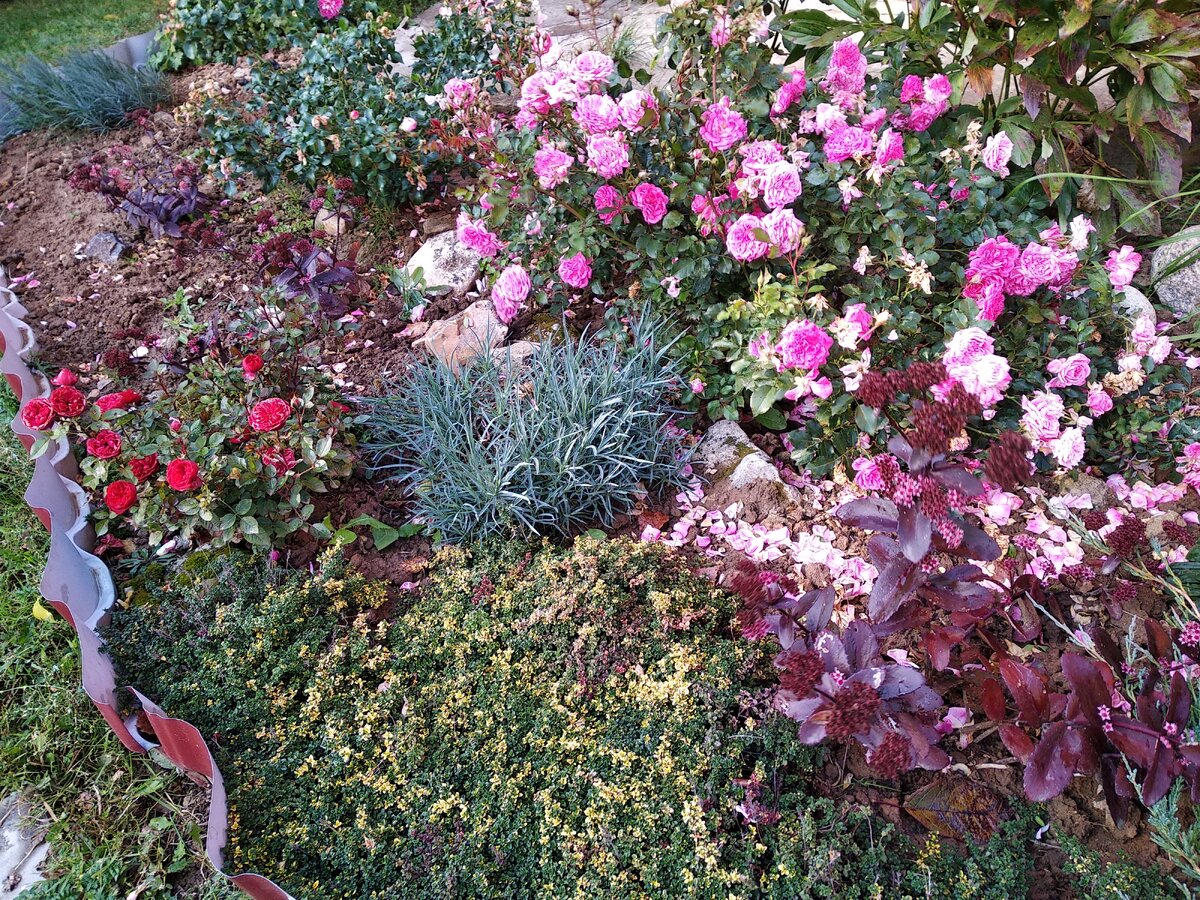 Виды садовых очитков – фото, названия и популярные сорта | В цветнике (витамин-п-байкальский.рф)