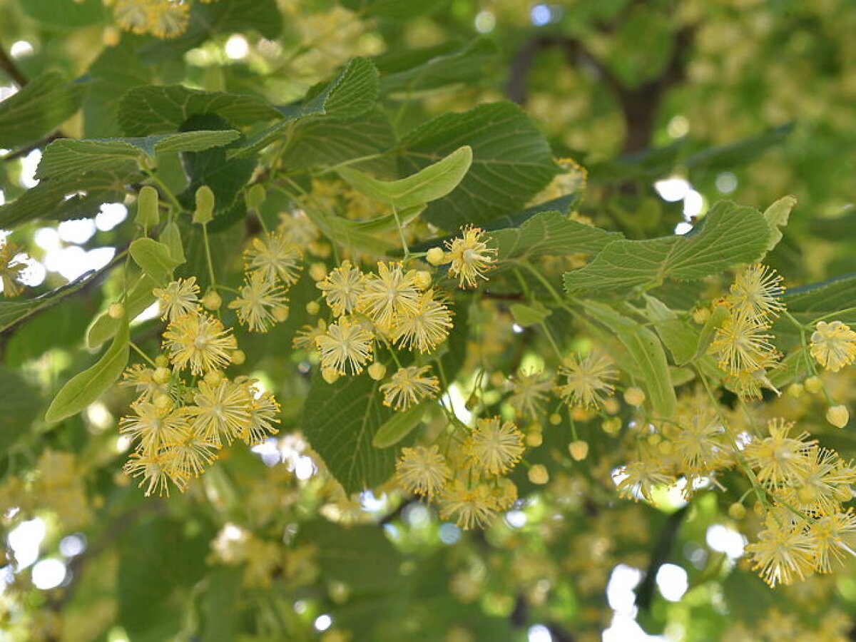  Изображения взято с  www.golos.ua