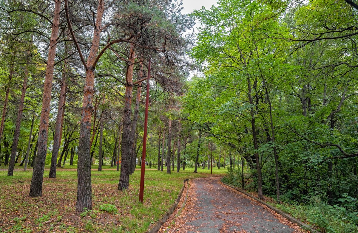 Парк швейцария нижний. Парк Швейцария деревья Нижний Новгород. Швейцария парк сосны. Парк Швейцария дорожки. Верхний парк Швейцария.