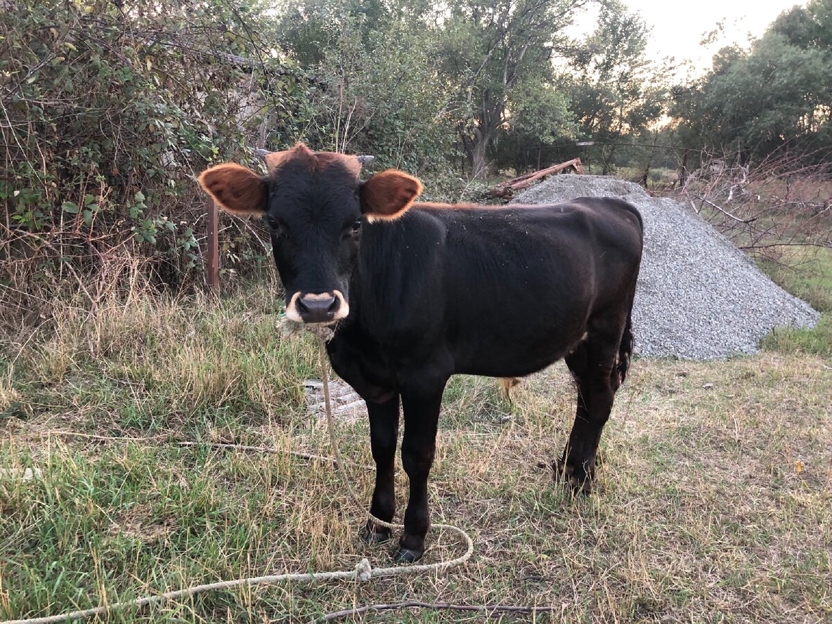 Гори. Грузия