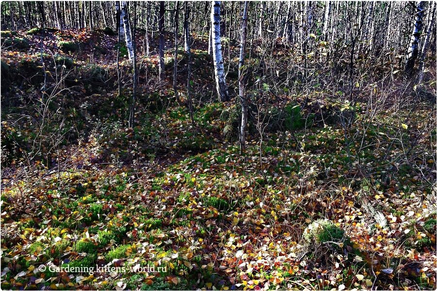 Соберите это в лесу и вы забудете о покупном грунте и удобрениях | Дача ...