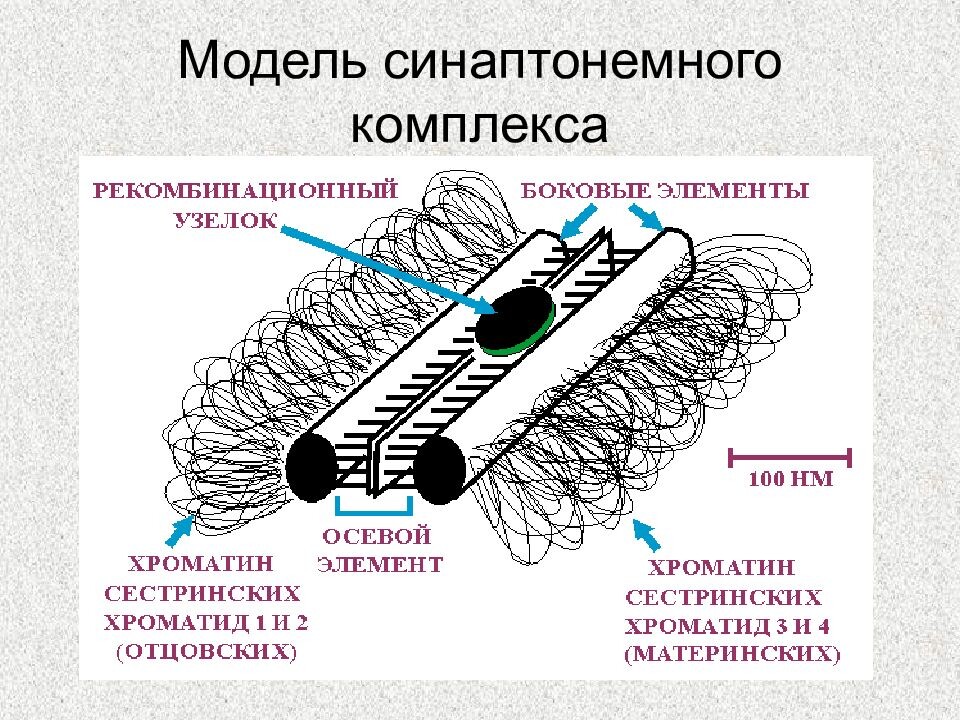 https://slide-share.ru/slide/4928666.jpeg