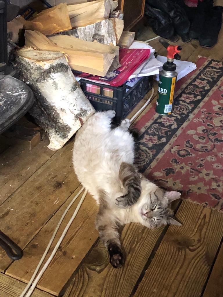 Бывает такое, что коты отдыхают лучше. Вот и мой кот это доказал, лёжа у печки, грея свой живот.