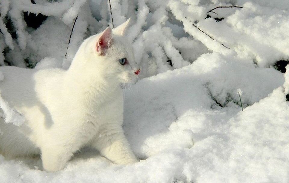 фото использовано в качестве иллюстрации. Источник "Яндекс.Картинки"