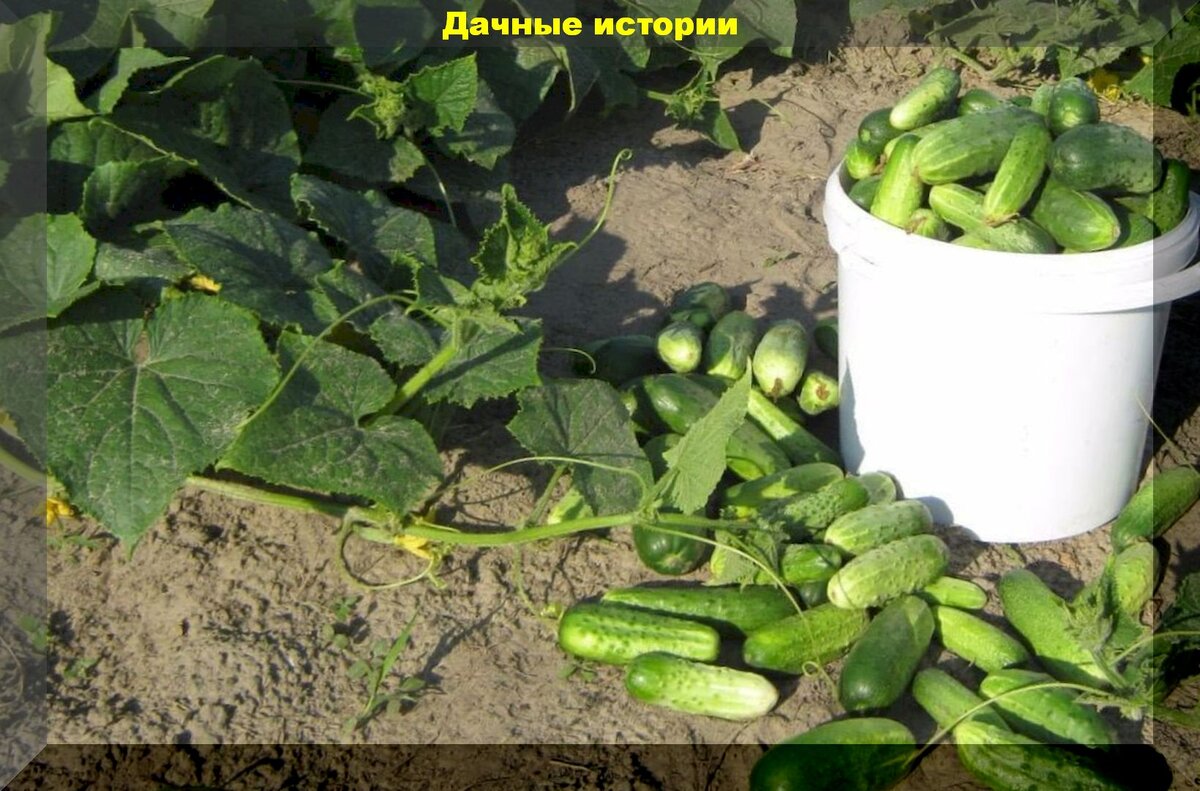https://vk.com/photo-159774511_457243087