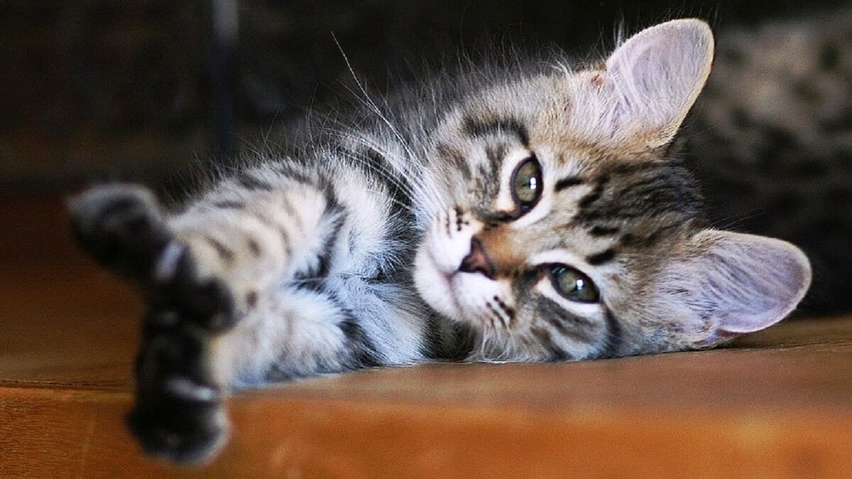 Милый котик, который любит точить когти о любимые обои