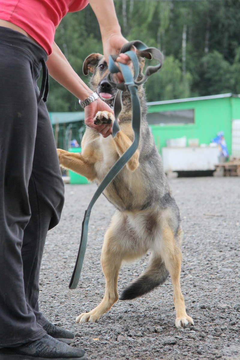 Сури ненавидит поводок. Исправить ее положение и поведение можно только прогулками