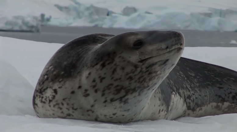 Морской леопард отдыхает