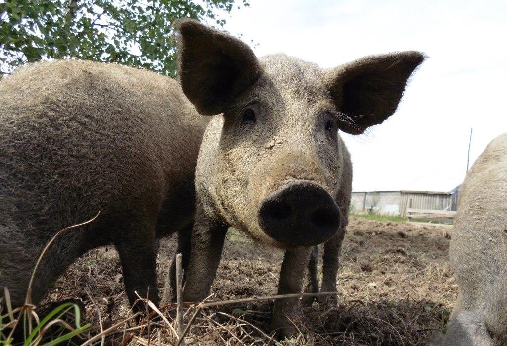 Подгадать период охоты у свиноматки и время случки с чужим хряком не всегда просто