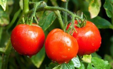 Яндекс картинки