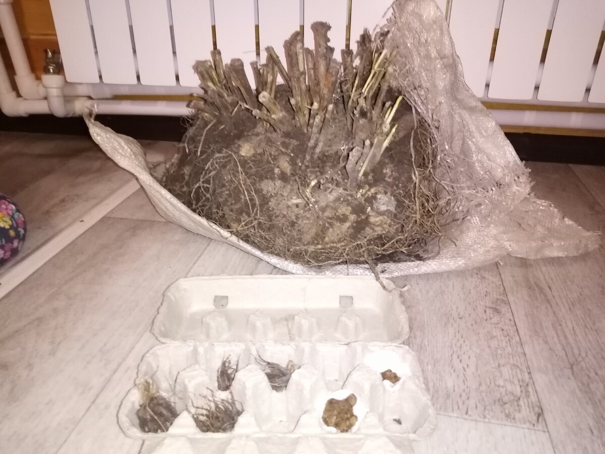 Кроме георгинов в погребе зимовали ранункулюсы и анемоны 