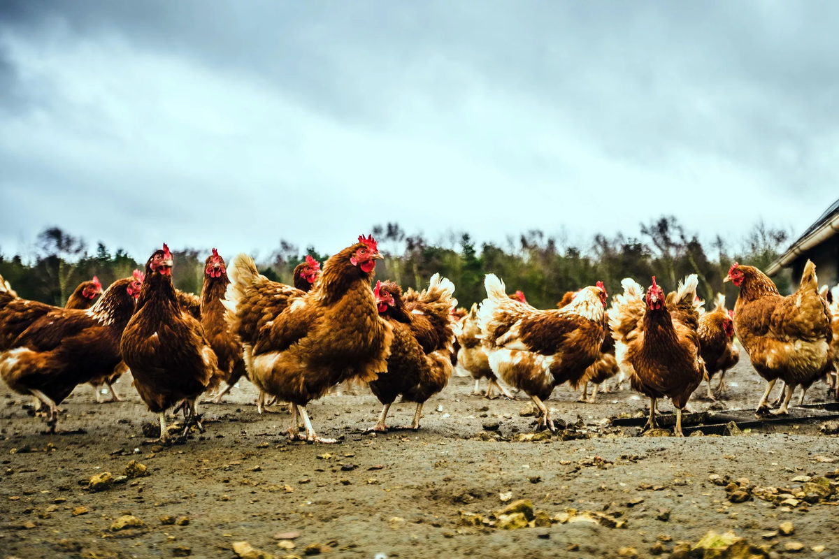 любопытная курица. деревенские куры. товуқ боқиш. куры. птичий двор утка, индюк, курица,гусь, петух.
