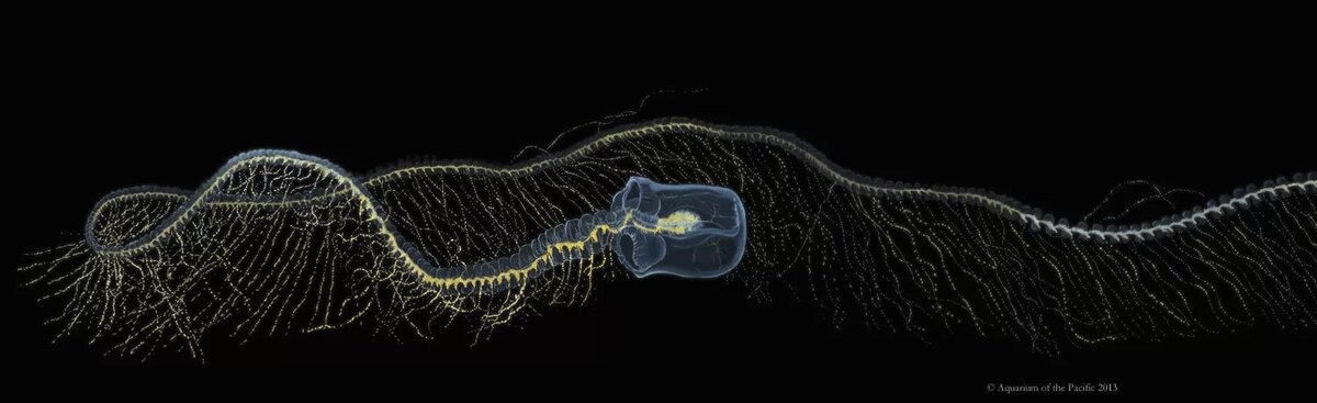 Источник: fishbiosystem.ru
