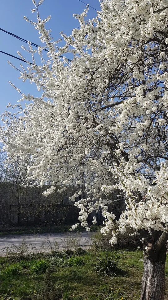 На улице такая красотища, а я должен сидеть безвылазно в помещении.