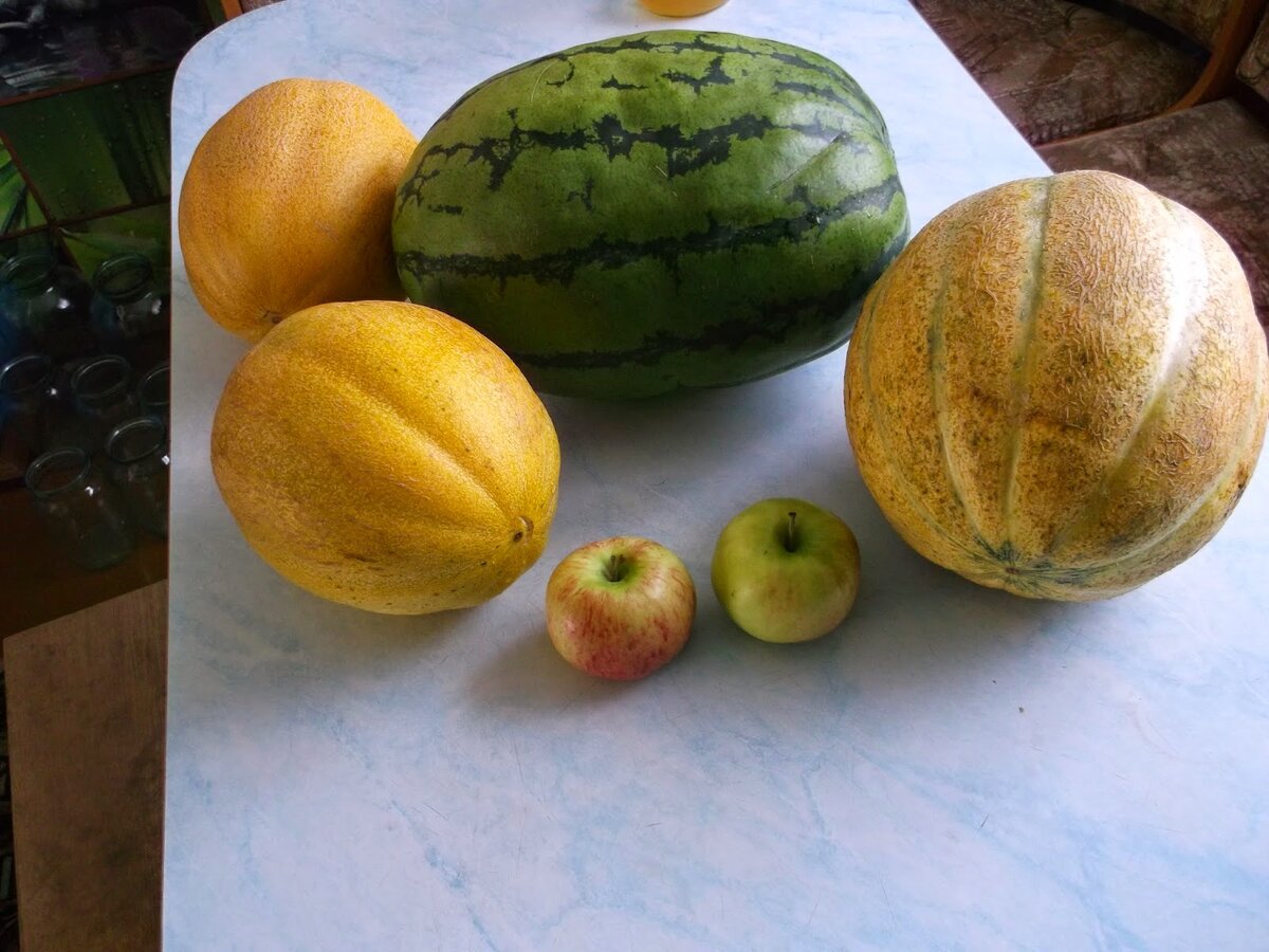 Дыня это фрукт или овощ или ягода. Красивая дыня. Дыня это фрукт или овощ. Дыня. Дыня полезная для организма.