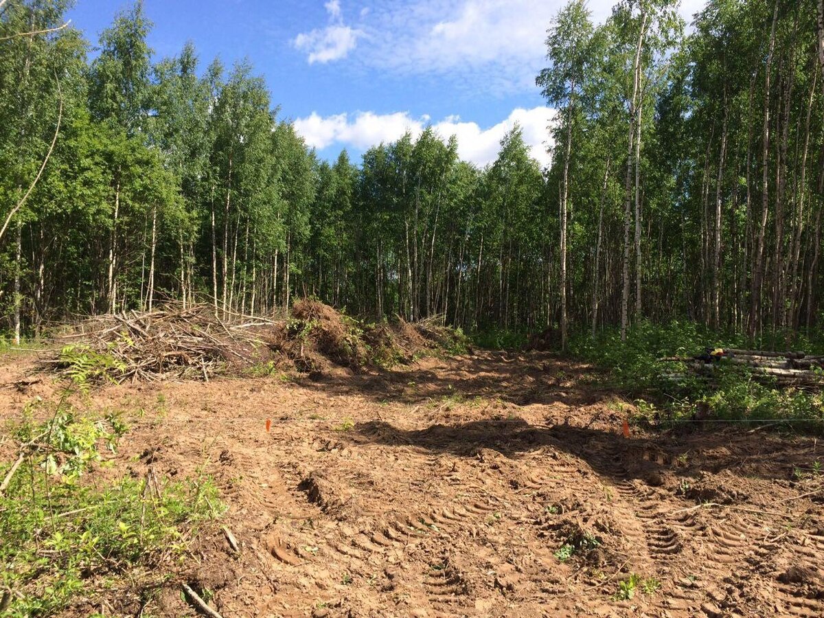 Вот такая кучка образовалась на участке. Ветки, деревья, корни, все  вперемешку.