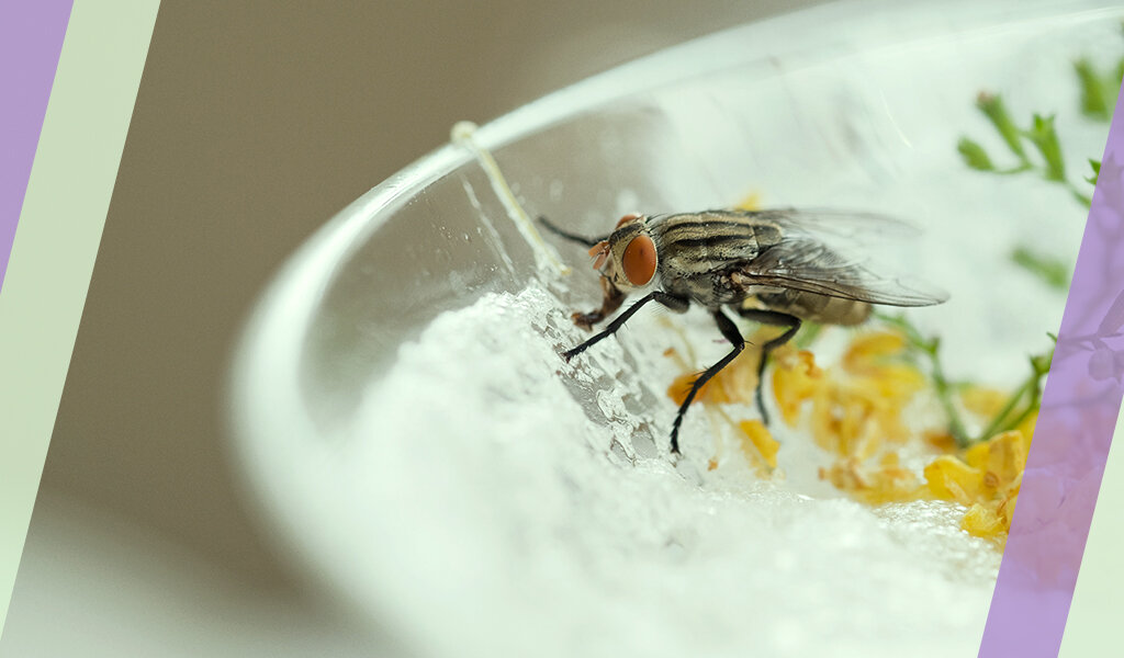 Появление мух в доме – проблема, которую нельзя игнорировать.