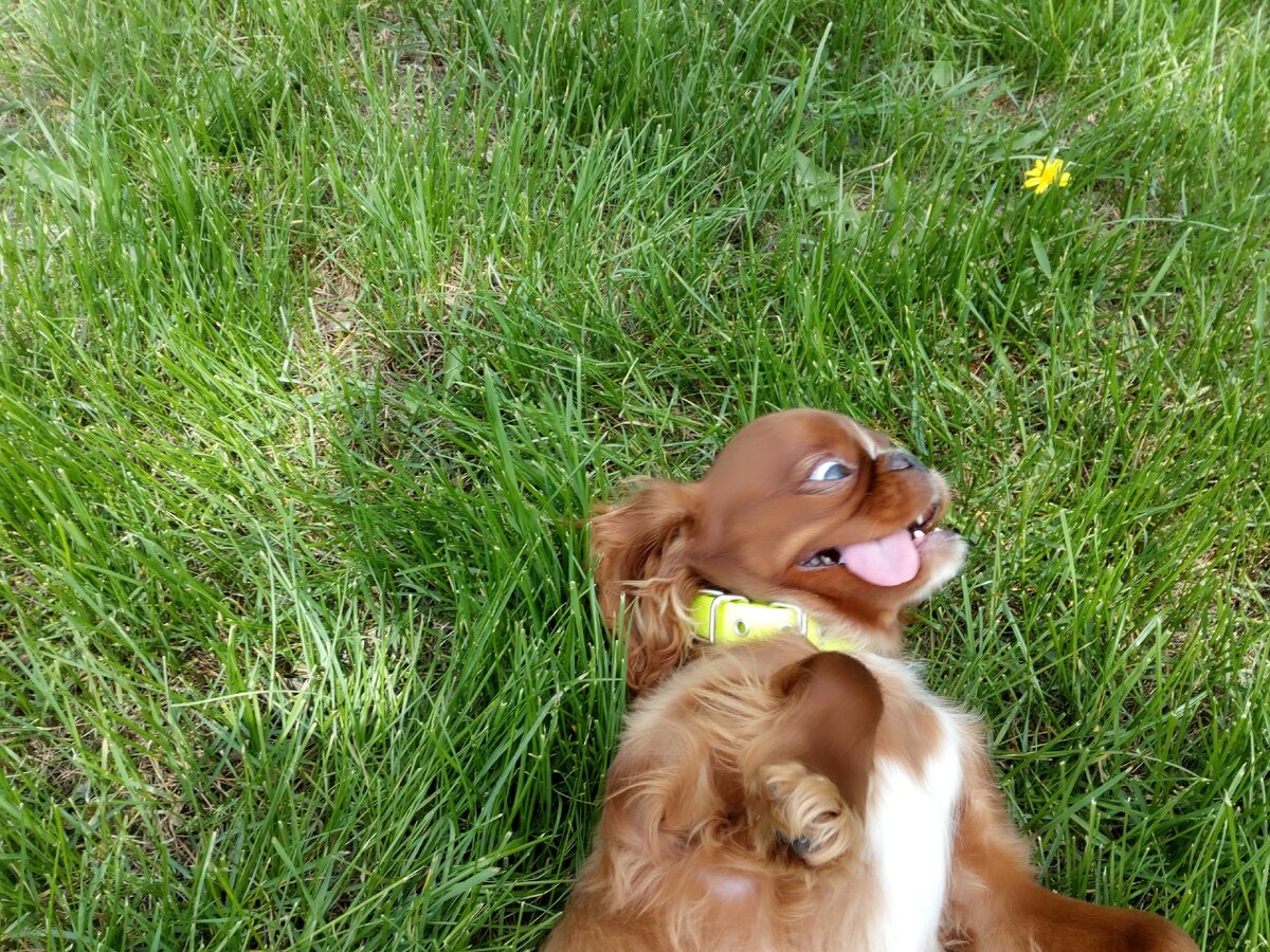 Мой кинг чарльз спаниэль по имени Ева.