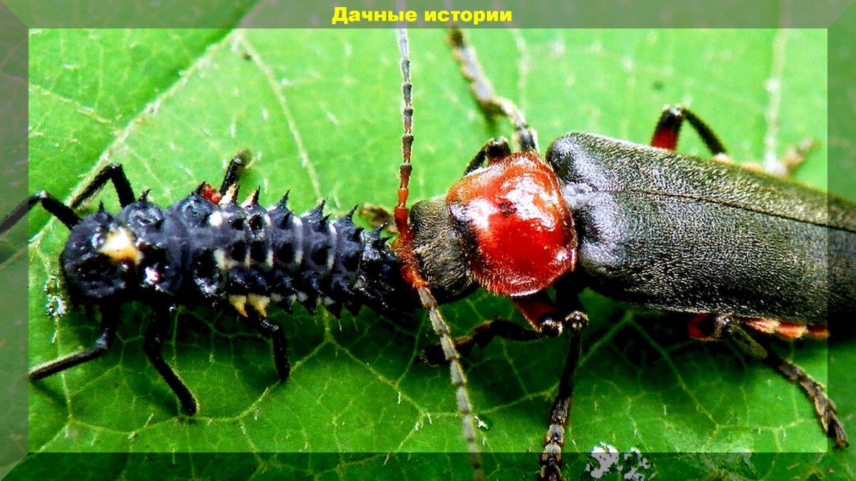 Жуки солдатики фото польза и вред