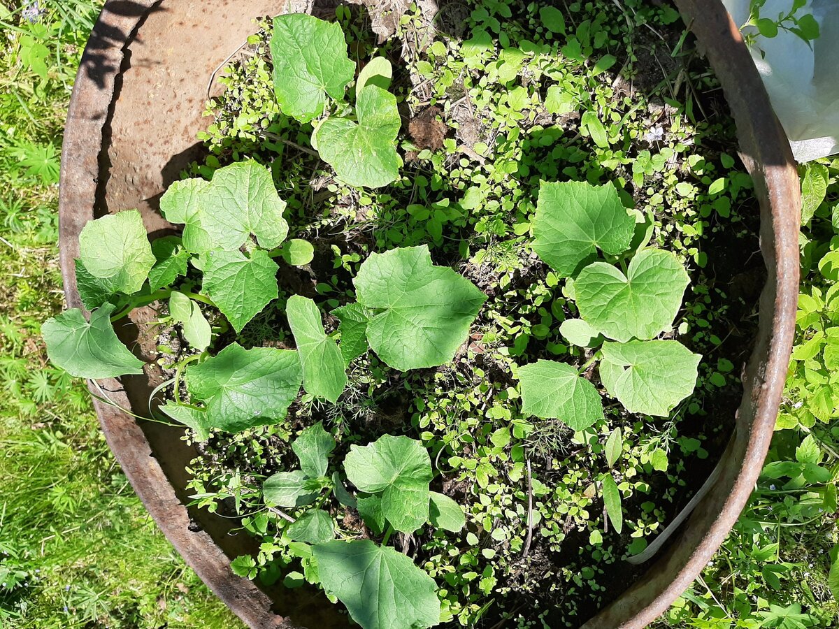 Хорошо освоенный способ выращивания огурцов в бочке. Проверенный метод, дающий неплохой результат. Фото автора статьи. 