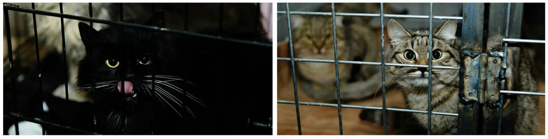 Подопечные приюта. Источник: зоопансионат "Альма", Воронеж