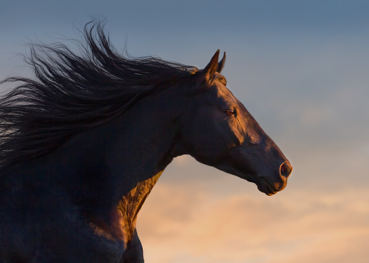 Яндекс картинки