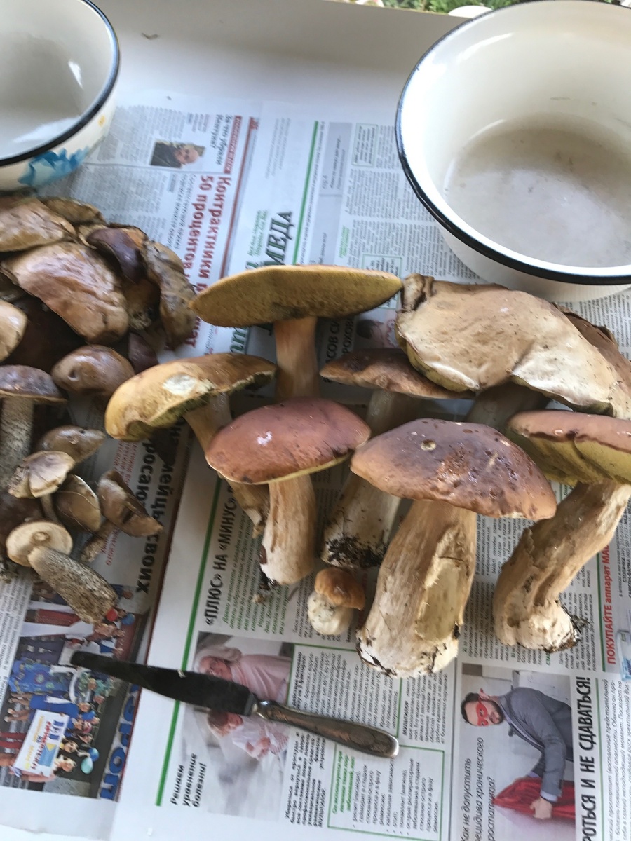 " грибной улов"