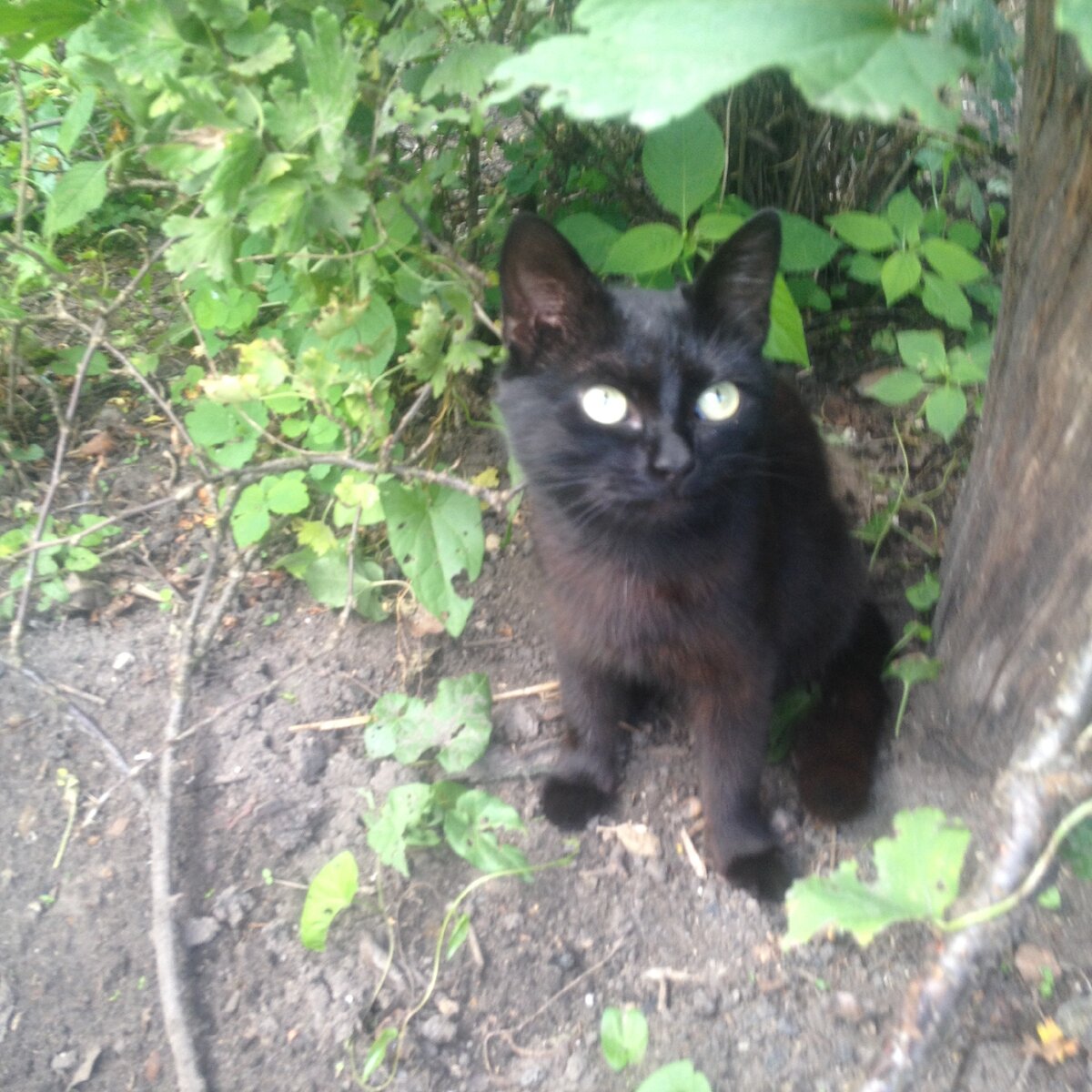 Это наш Макар. Тоже выброшенный или потерянный кошкой. Прошу прощения за качество фотографии. Снимали быстро и на не очень хорошую камеру.