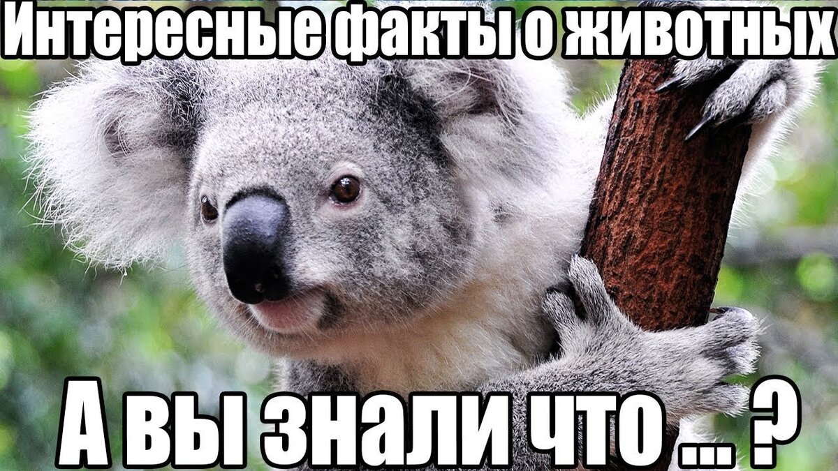 Рубрика о животных. Удивительные факты о животных. Интересныемфакты для детей. Смешные факты о животных которые поднимут вам настроение. Интересные факты о животных.