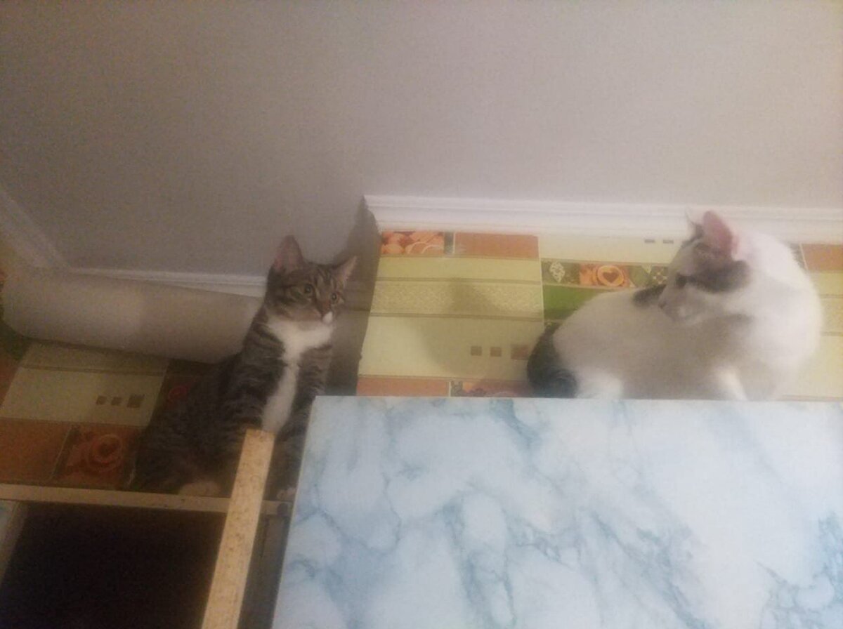 Старшая кошка выбирает место для лежанки первой. Но разве молодым объяснишь?