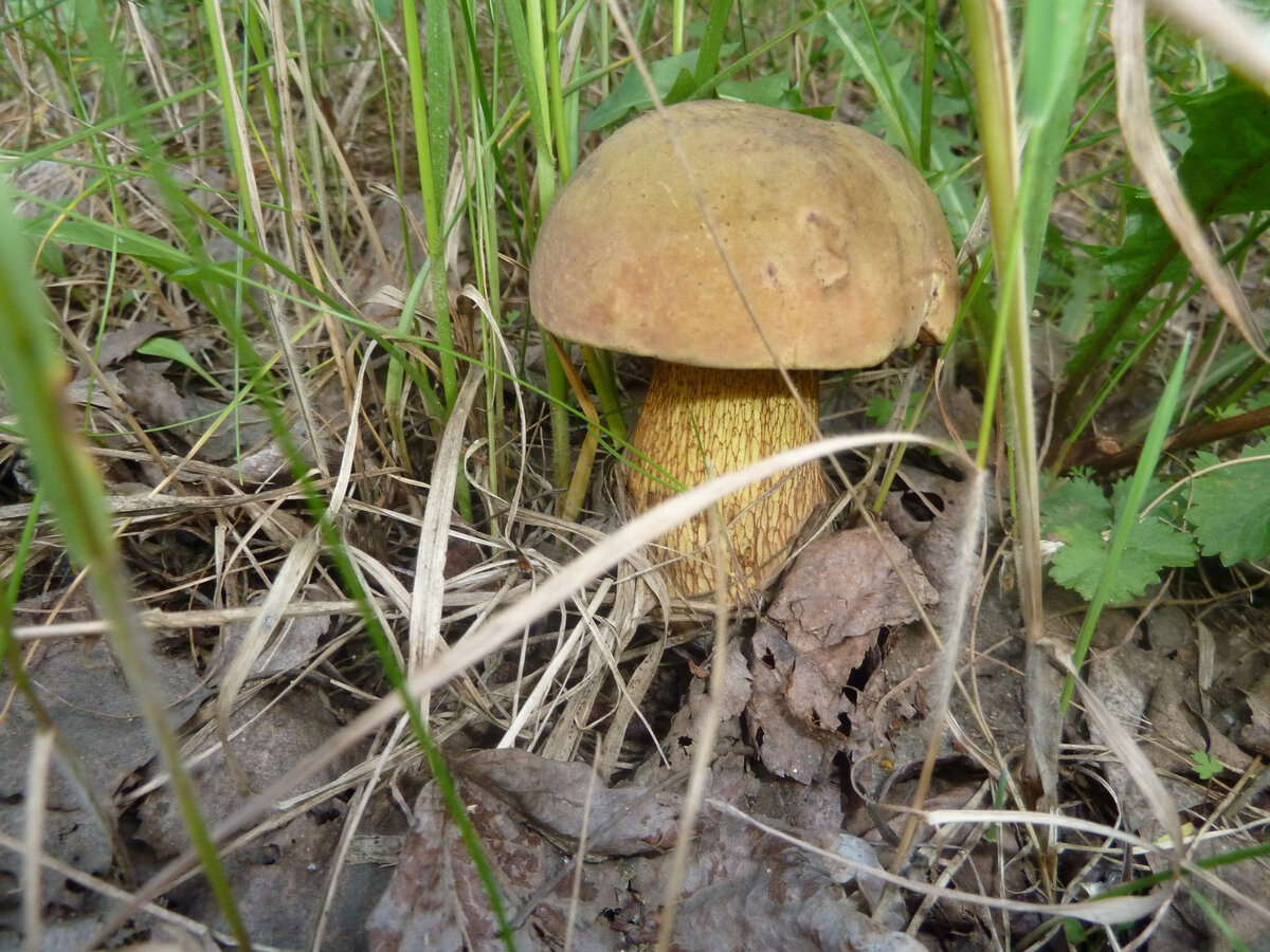 А вот этот покрупнее.
Фото автора