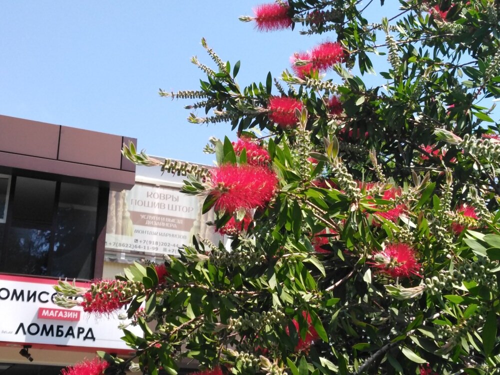 Каллистемоны у входа, ближайшего к Архипо-Осиповскому рыночку. Фото автора