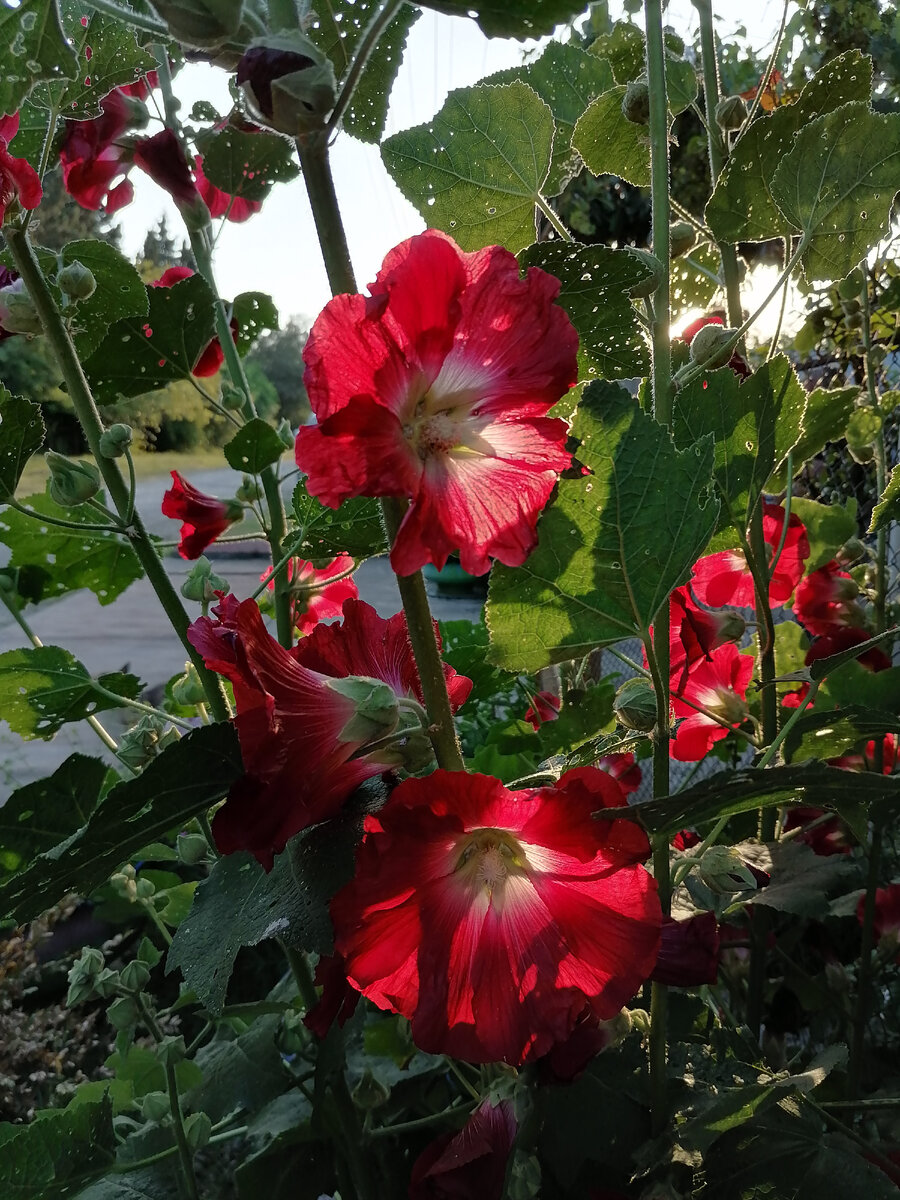 Мы - как цветочки) 