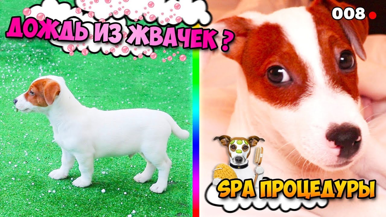 Dog Vlog 🐾 Дождь из жвачек или Дождь из конфет? Грызу носки 🐾 Говорящая  собака 🐾 008 серия