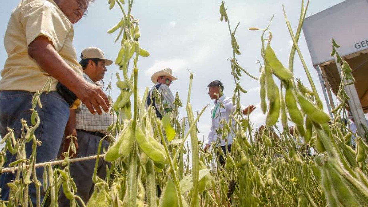 Аграрии Боливии на экспериментальном поле трансгенной сои, которая будет использована для производства биотоплива. Фото:eldeber.com.bo. 