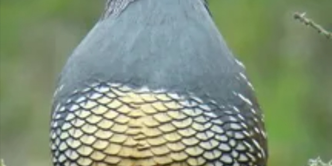 Перепела, кто они такие и зачем их едят?