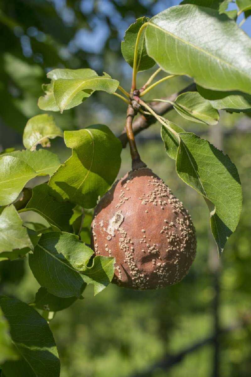 Плодовая гниль монилиоз груши. Плодовая гниль яблони. Груша плоды гниют на дереве. Парша на груше. Груша плоды гниют на дереве.