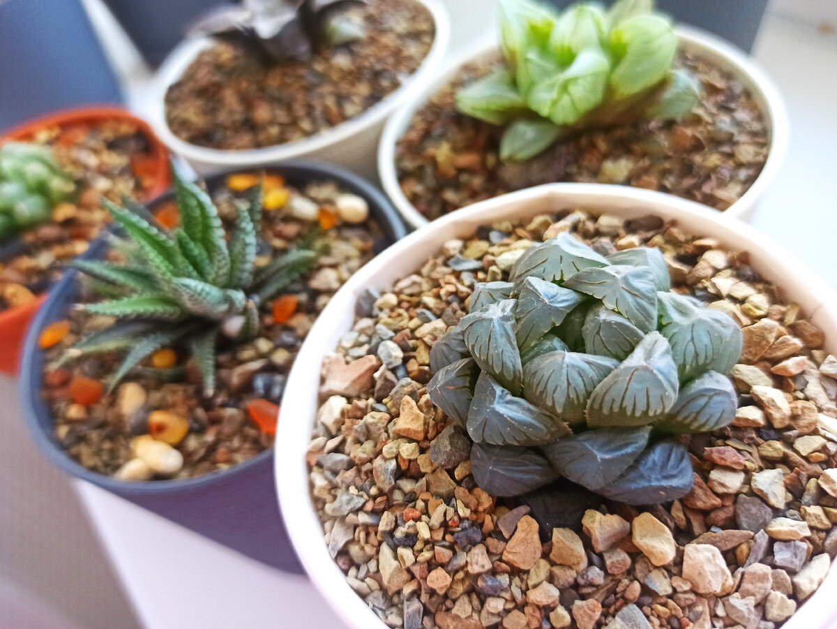 Хавортии автора