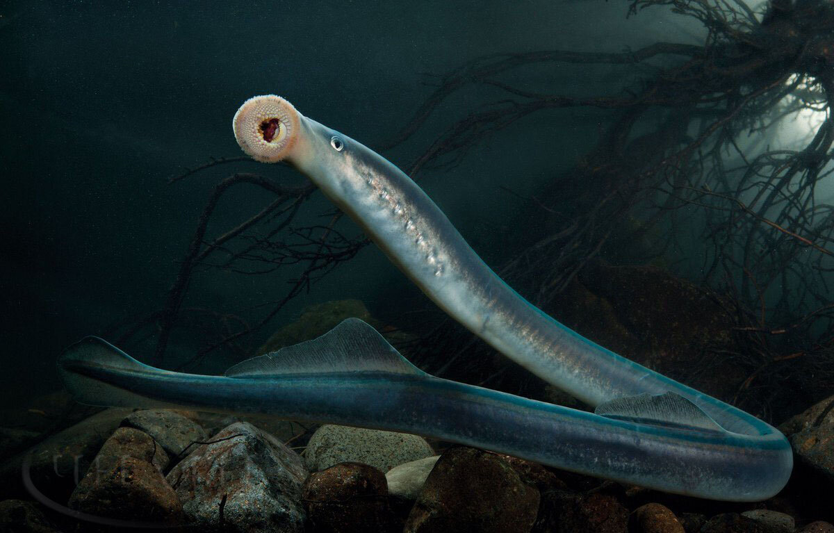 Каспийская минога