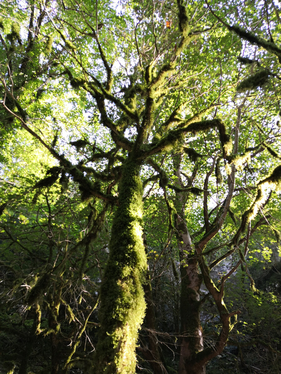 Не стала форматировать фотографии под Дзен. Мне стало жалко резать изображения этих чудесных деревьев. Поэтому придется вам смотреть такие длинные фотографии.