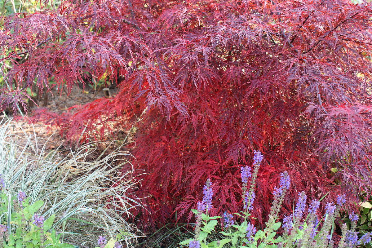 2. Клен дланевидный (Acer palmatum), форма Atropurpureum Dissectum .