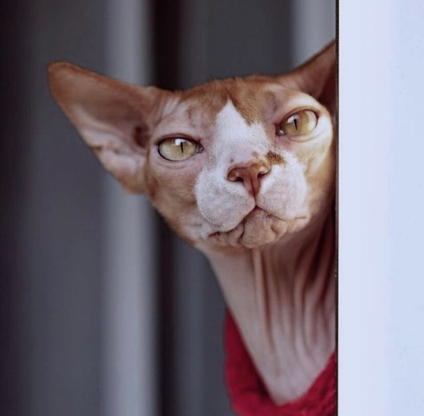 За предоставленное фото спасибо instagram @tanyarambo