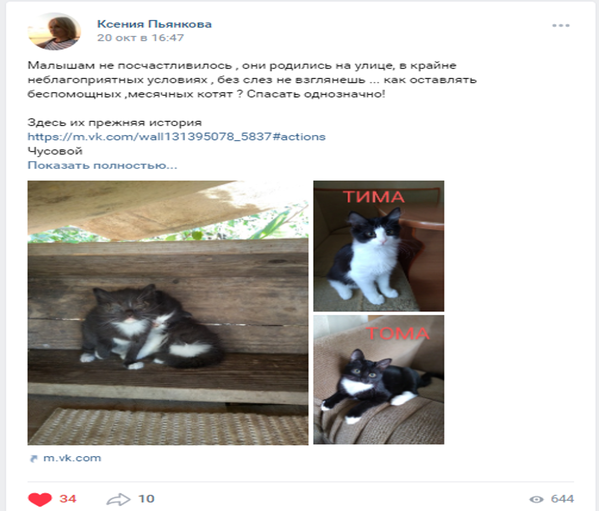 это два недавно спасенных котенка Ксенией. Котята живут у нее дома вместе со своими двумя домашними кошками. 
